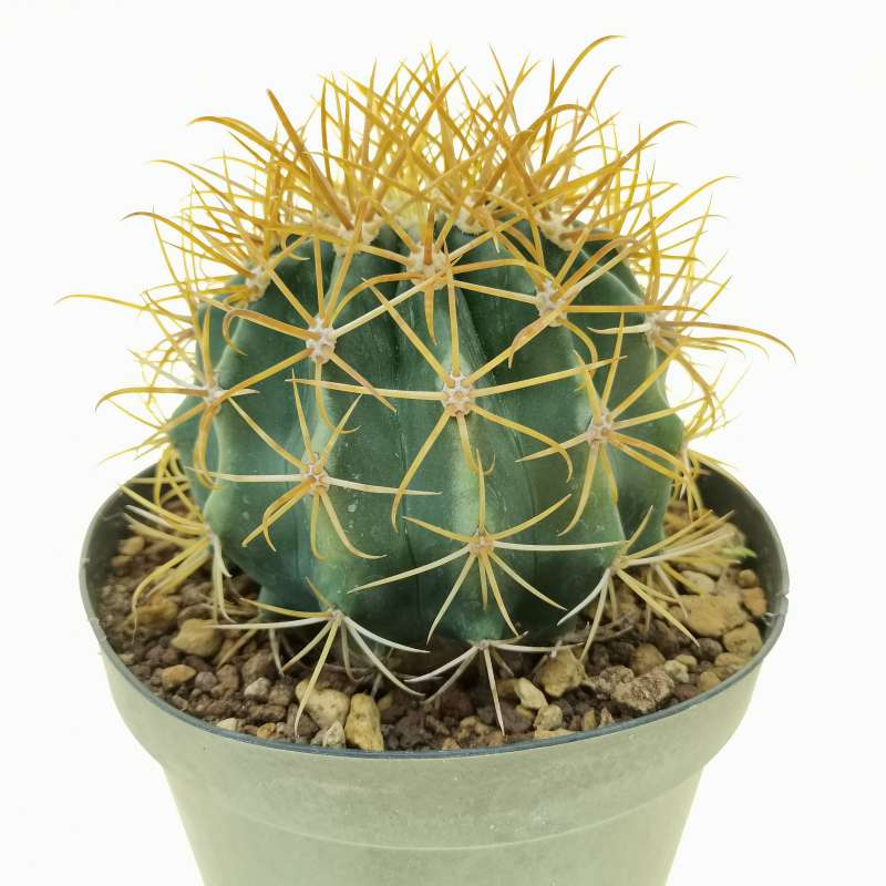 Ferocactus chrysacanthus x diguetii 15 cm. | Cactaceae - Giromagi ...