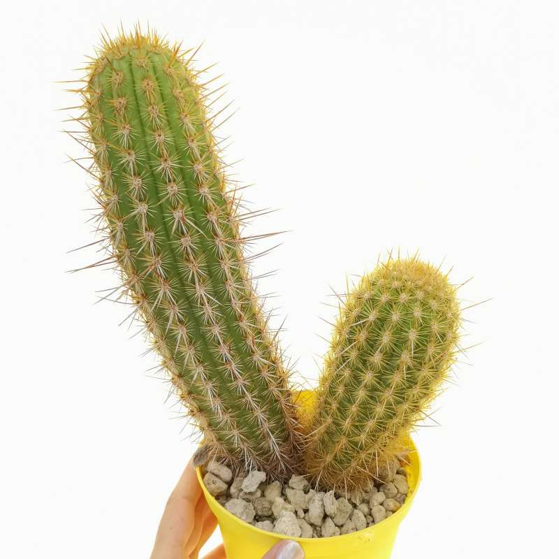 Weberbauerocereus weberbaueri v. horridispinum 14 cm. | Cactaceae ...