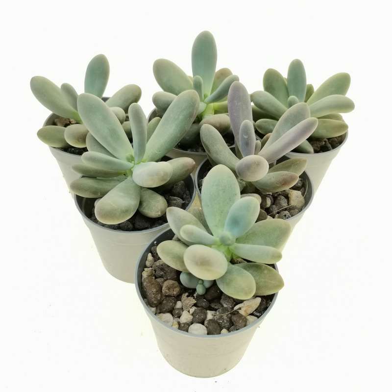 Pachyphytum 'Captain Jessop' 6,5 cm. | Crassulaceae - Giromagi vendita ...