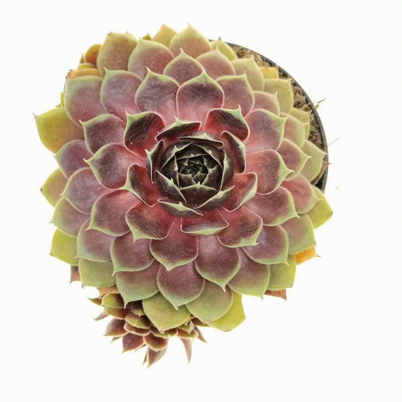 Sempervivum 'coconut crystal' 10 cm. | Crassulaceae - Giromagi vendita ...