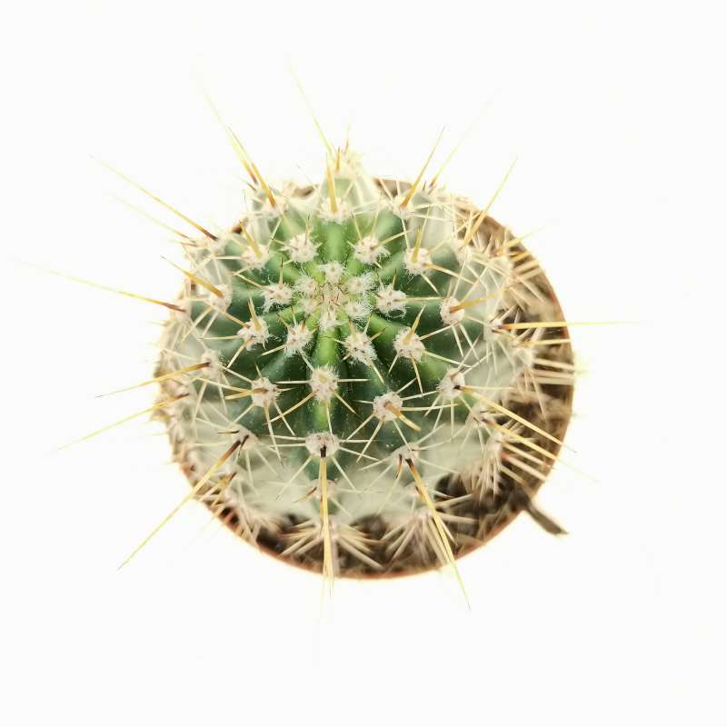 Lobivia aurea f. variegata 10 cm. | Cactaceae - Giromagi vendita piante ...