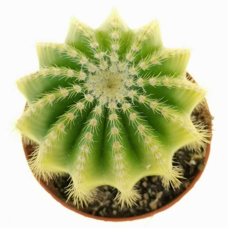 Notocactus warasii f. variegata - Giromagi