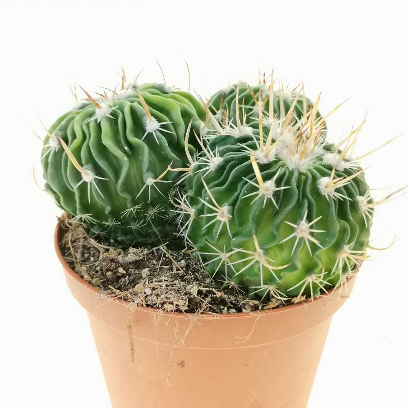 Echinofossulocactus multicostatus 10 cm. | Cactaceae - Giromagi vendita ...