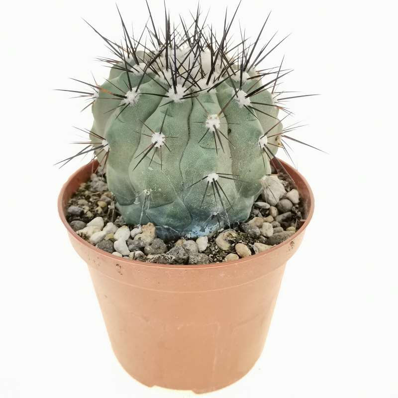 Copiapoa montana 10 cm. | Cactaceae - Giromagi vendita piante grasse