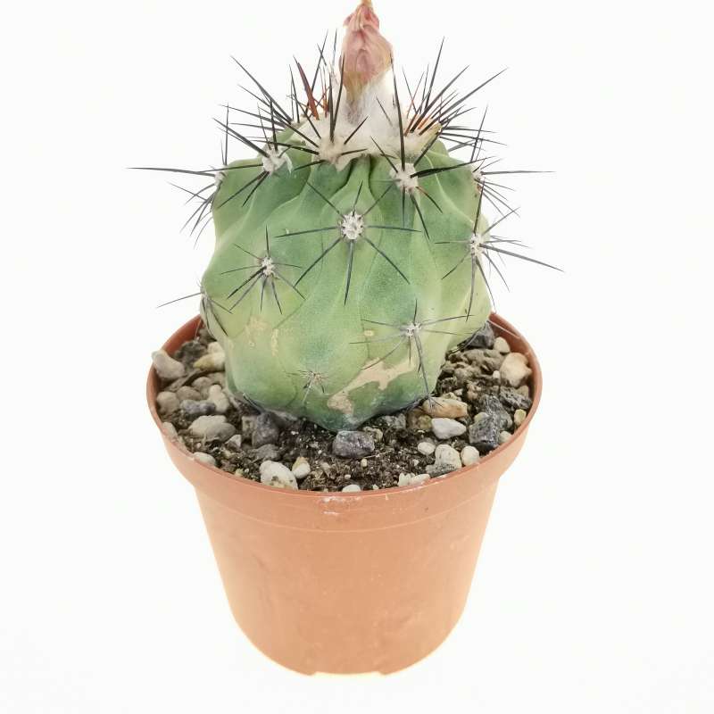 Copiapoa coquimbana 10 cm. | Cactaceae - Giromagi vendita piante grasse