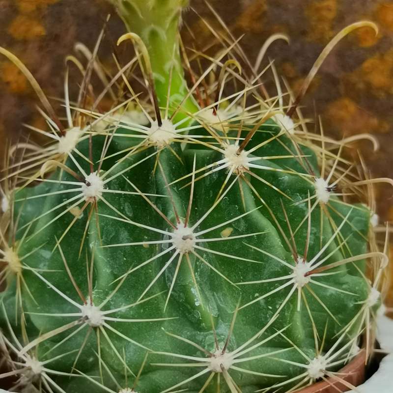 Pianta di Ferocactus setispinus 'Hamatus' in vaso di ceramica (Con ...