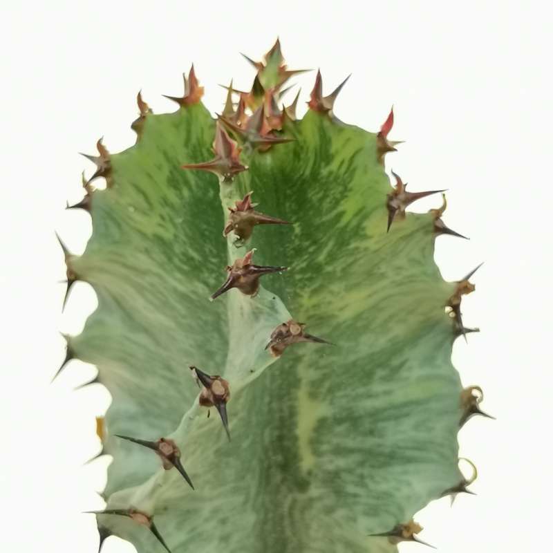 Euphorbia erythraeae f. variegata 10 cm. | Euphorbiaceae - Giromagi ...