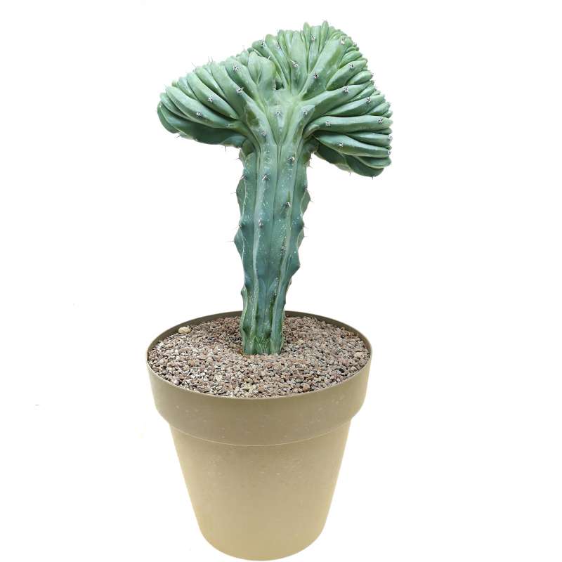 Myrtillocactus geometrizans f. crestata