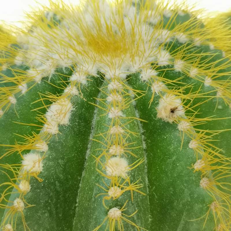 Notocactus warasii - Giromagi