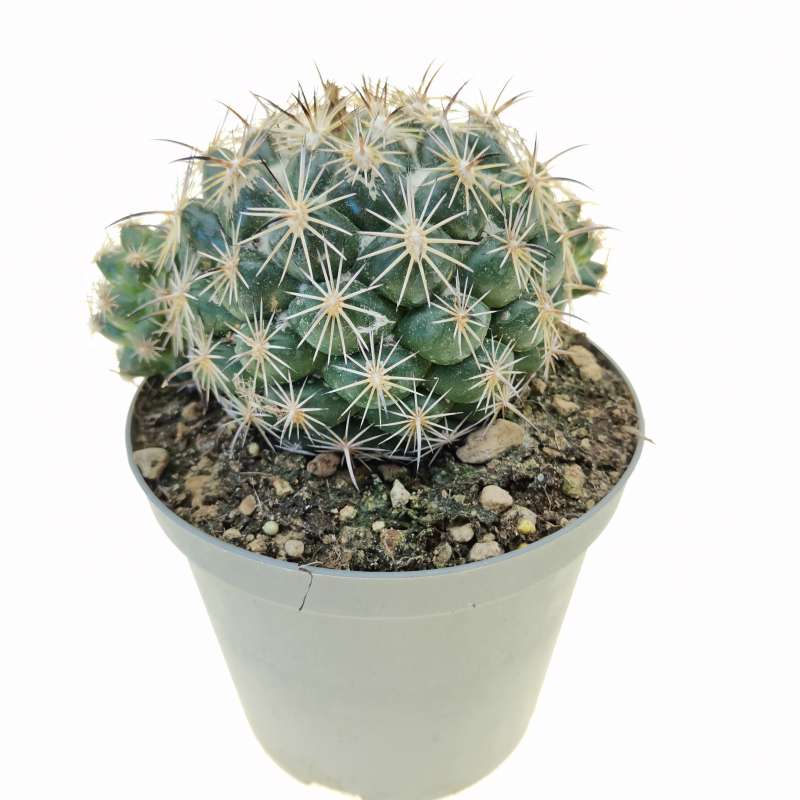 Coryphantha pallida subs. calipensis 14 cm. | Cactaceae - Giromagi ...