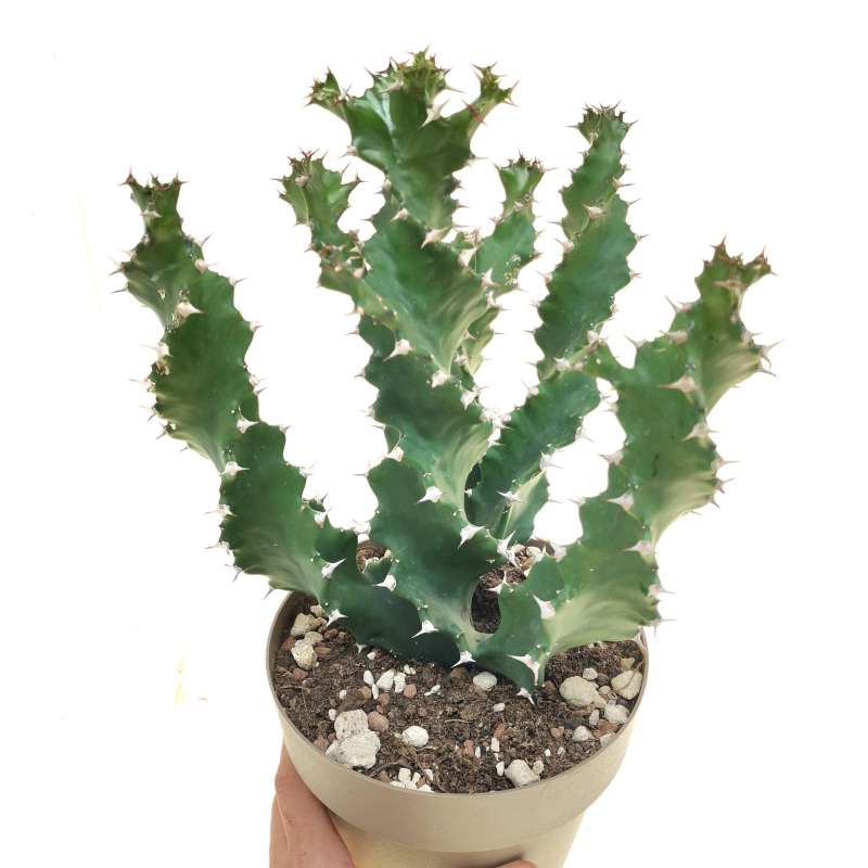 Euphorbia tortilis spiral 20 cm. | Euphorbiaceae - Giromagi vendita ...