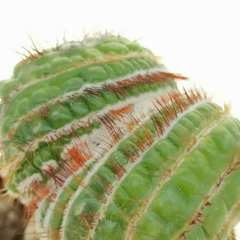 Notocactus werdermannianus f. mostruosa spiralis crestata - Giromagi