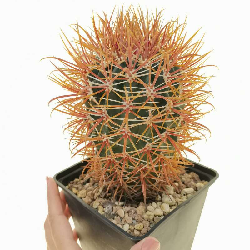 Ferocactus chrysacanthus variegated on sale