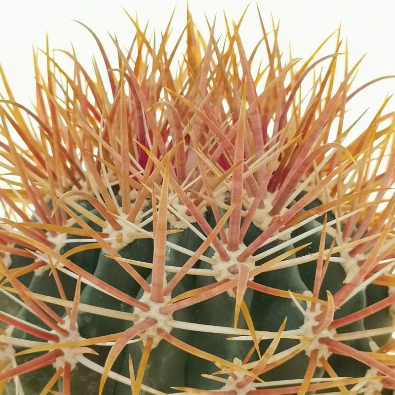 Ferocactus factory chrysacanthus variegated