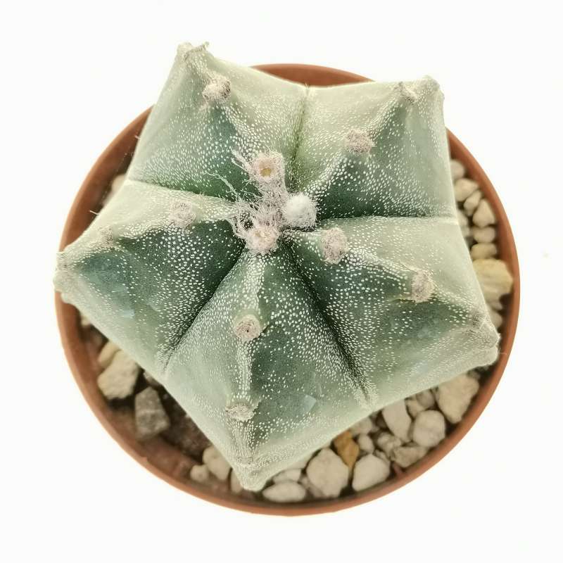 Astrophytum Myriostigma Cv Kikko 10 Cm Cactaceae Giromagi Vendita