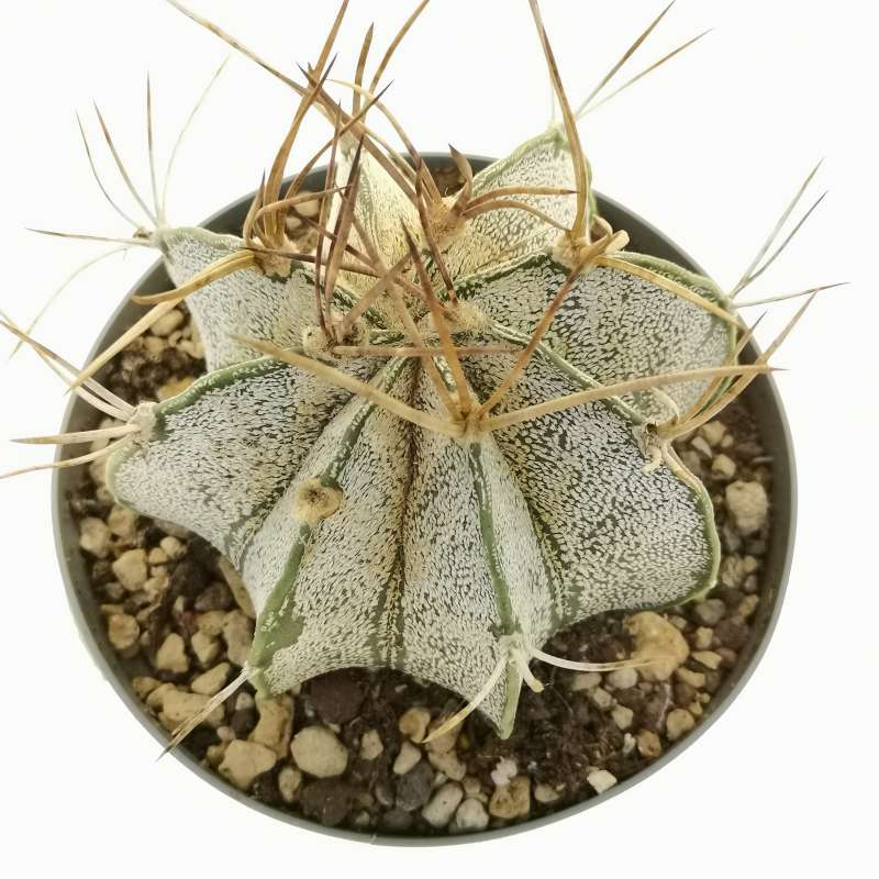 Astrophytum capricorne var. niveum 14 cm. | Cactaceae - Giromagi ...