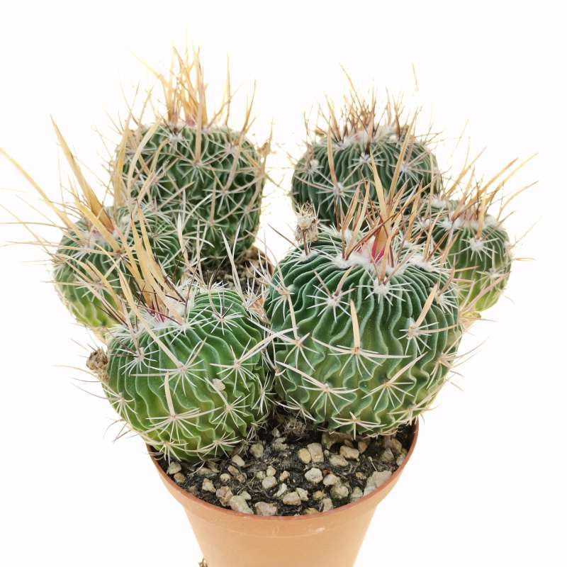 Echinofossulocactus grandicornis 10 cm. | Cactaceae - Giromagi vendita ...