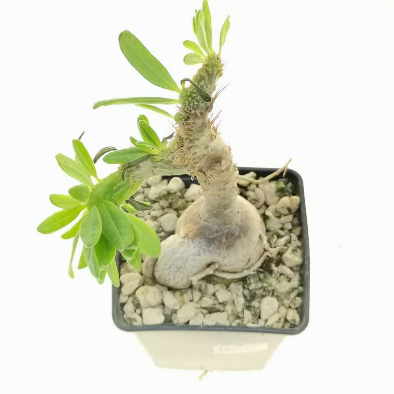 Pachypodium bispinosum f. crestata - Giromagi