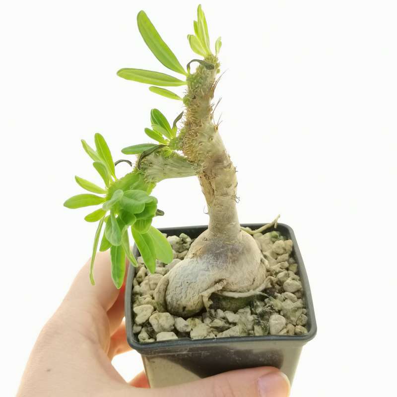 Pachypodium bispinosum f. crestata - Giromagi
