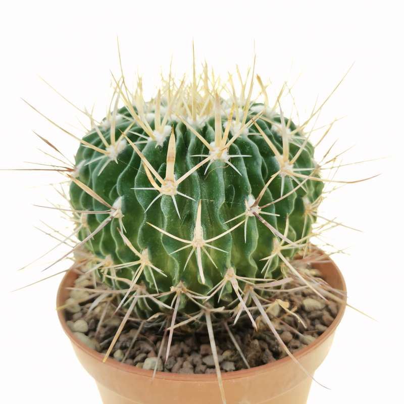 Echinofossulocactus robustus 10 cm. | Cactaceae - Giromagi vendita ...