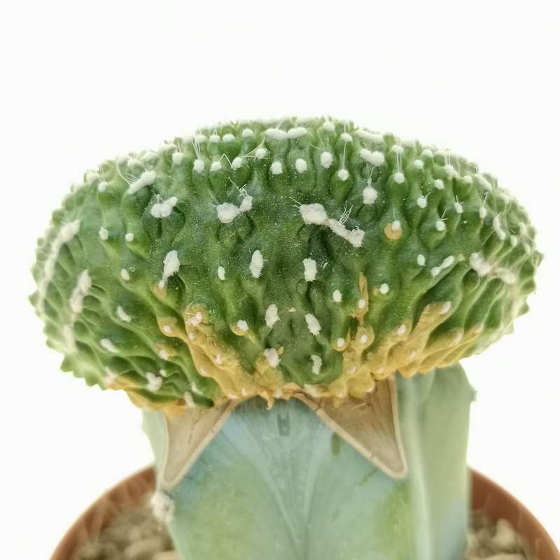 Notocactus scopa cv. Inermis f. crestata - Giromagi