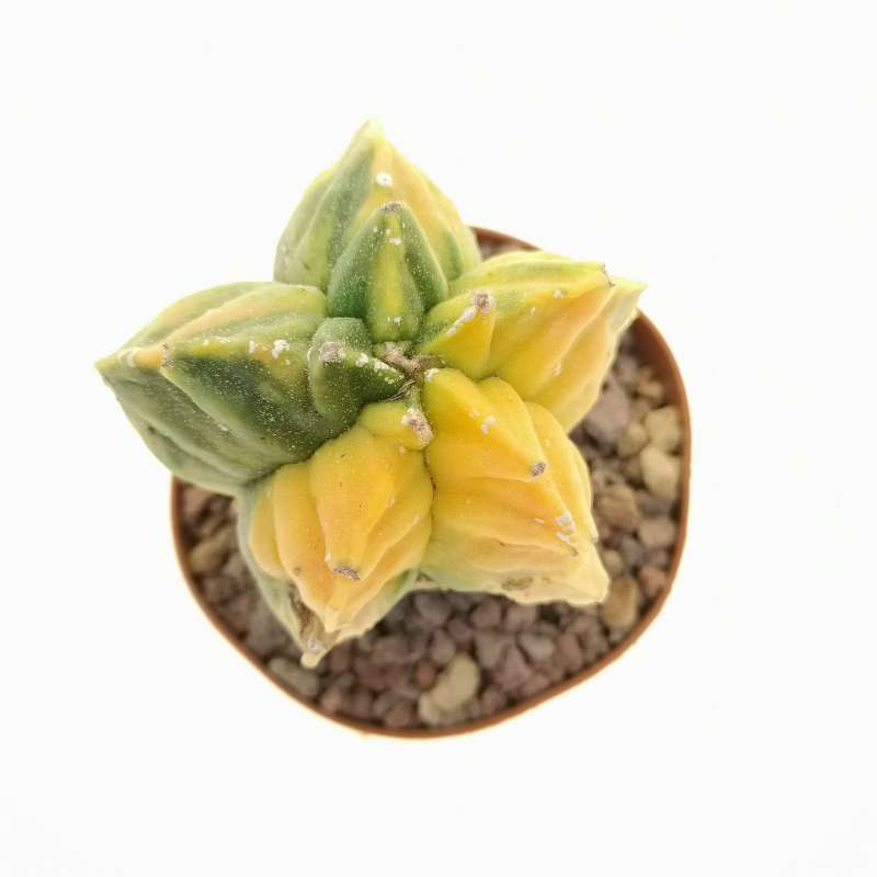 Astrophytum myriostigma cv. Kikko f. variegata - Giromagi