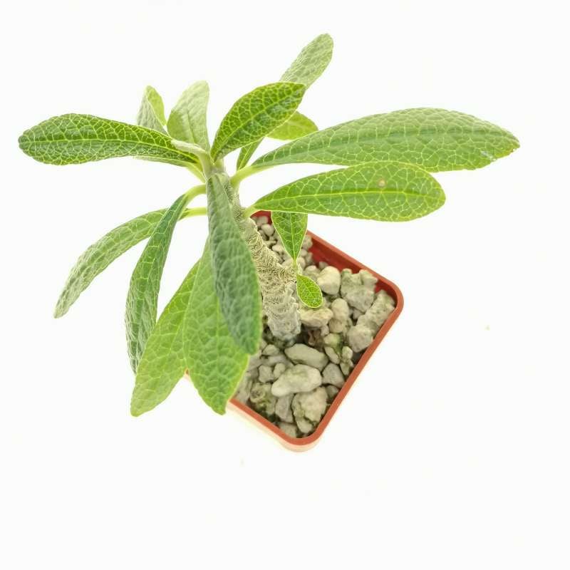 Dorstenia gigas 6x6 cm. | Moraceae - Giromagi vendita piante grasse