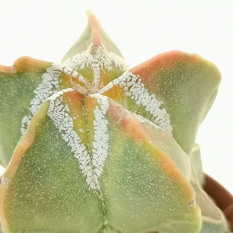 Astrophytum myriostigma cv. Hakuun nudum f. variegata - Giromagi