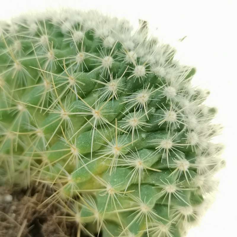 MAMMILLARIA CRESTATA DIAMETRO 13cm - cactus - succulente - piante grasse  vere EUR 7,99 - PicClick IT