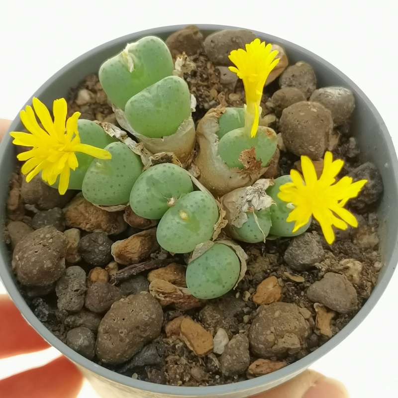 Conophytum tantillum subs. amicorum 6,5 cm. | Aizoaceae - Giromagi 