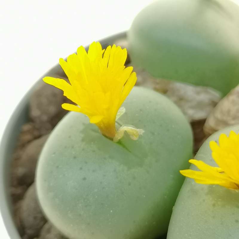 Conophytum flavum (Henkrios) 6,5 cm. | Azioaceae - Giromagi