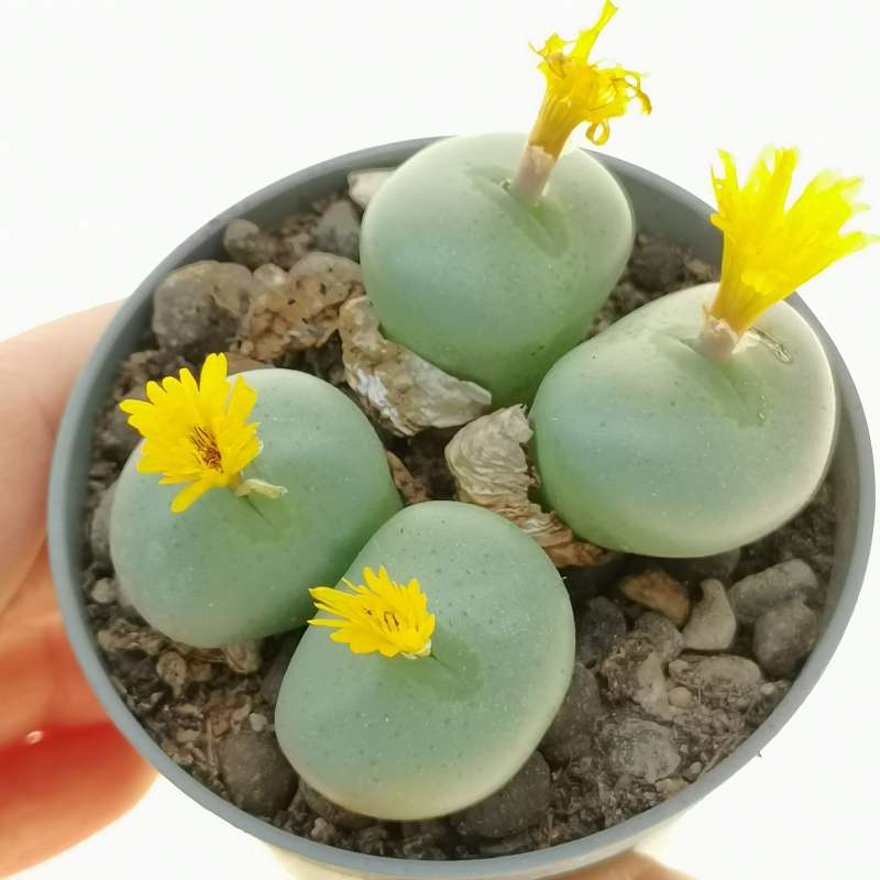 Conophytum flavum (Henkrios) 6,5 cm. | Azioaceae - Giromagi