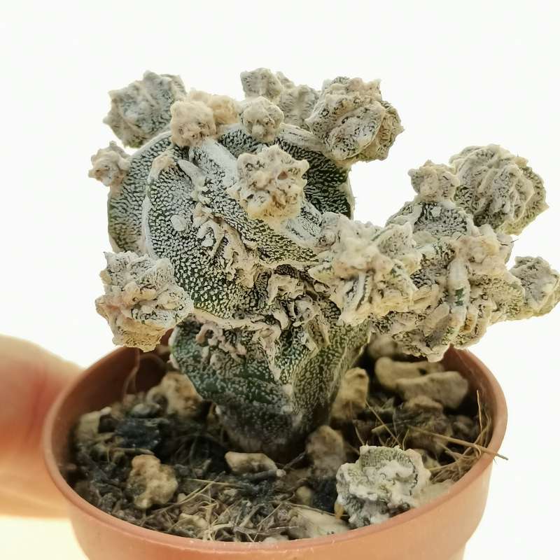 Astrophytum myriostigma cv. Fukuryu Haku 4amjo f. prolifera