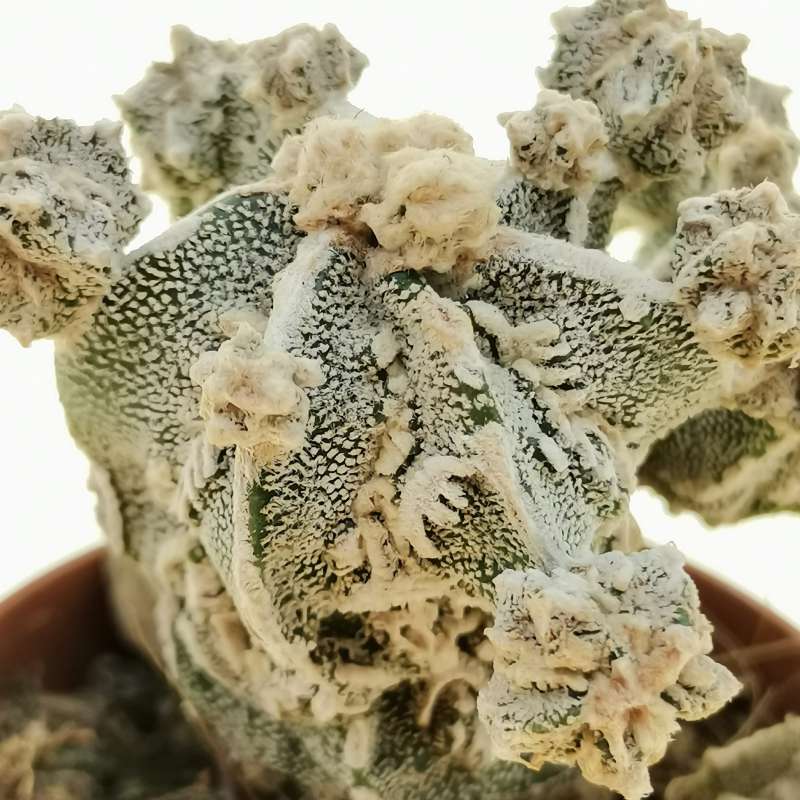 Astrophytum Myriostigma Cv Fukuryu Haku Amjo F Prolifera Cm