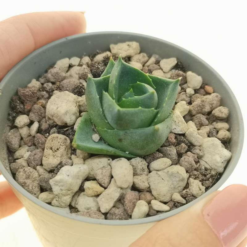 Agave pixie 6,5 cm. | Agavaceae - Giromagi vendita piante grasse