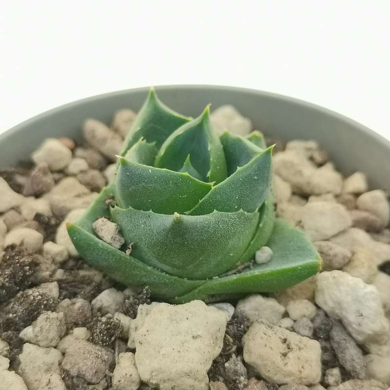 Agave pixie 6,5 cm. | Agavaceae - Giromagi vendita piante grasse