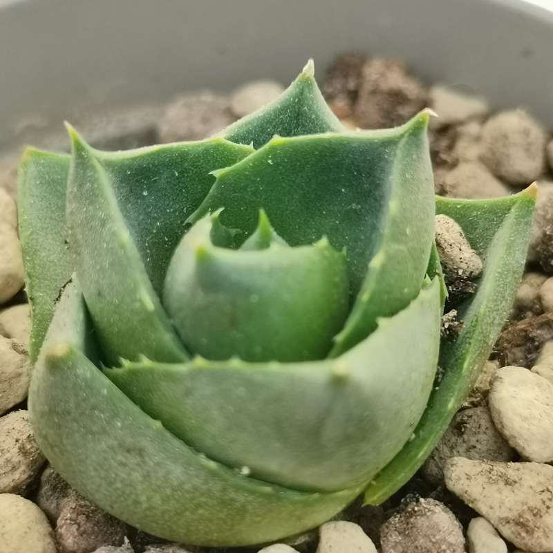 Agave pixie 6,5 cm. | Agavaceae - Giromagi vendita piante grasse