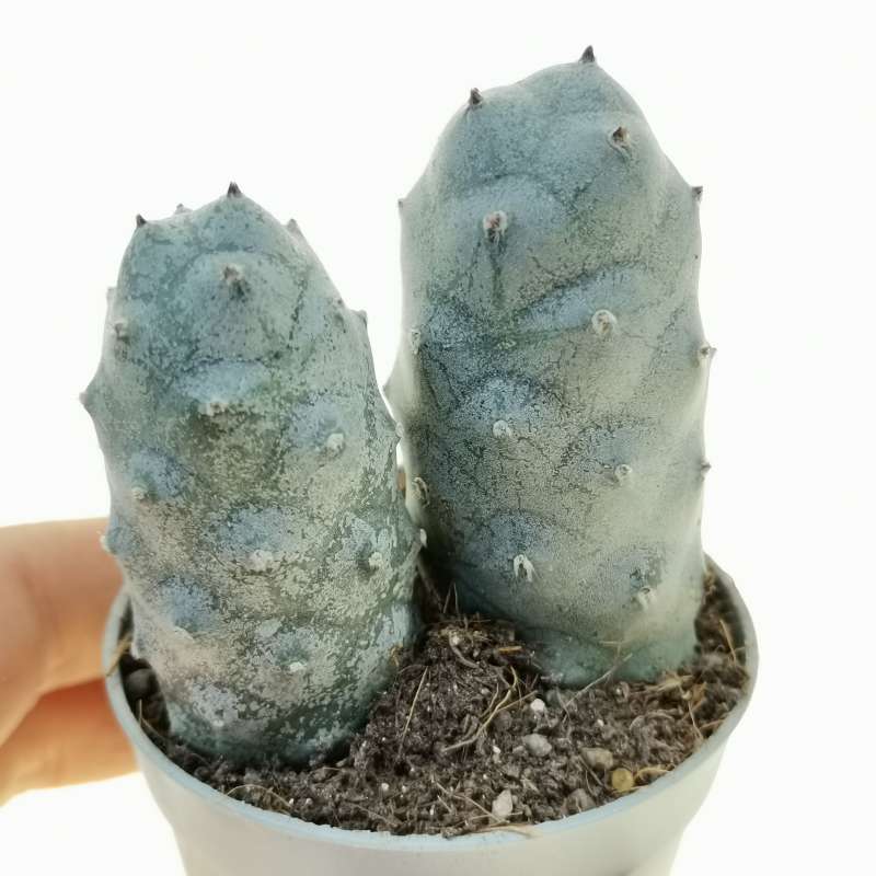 Tephrocactus Articulatus Var Strobiliformis Cm Cactaceae