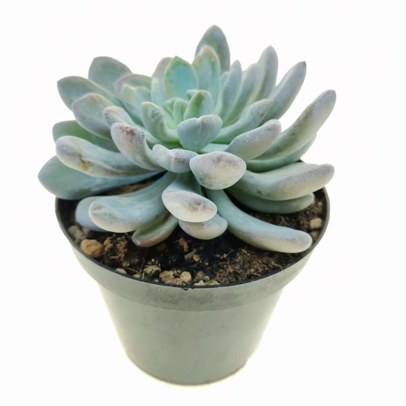 Pachyveria 'Scheideckeri' var. albocarinata 10 cm. | Crassulaceae ...