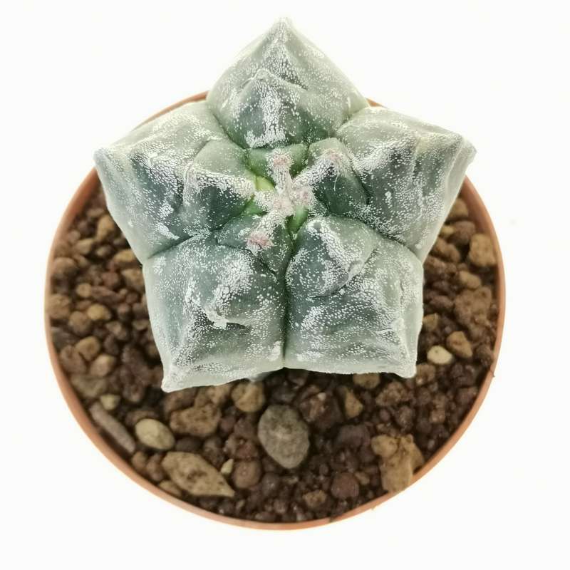 Astrophytum Myriostigma Cv Kikko 10 Cm Cactaceae Giromagi Vendita