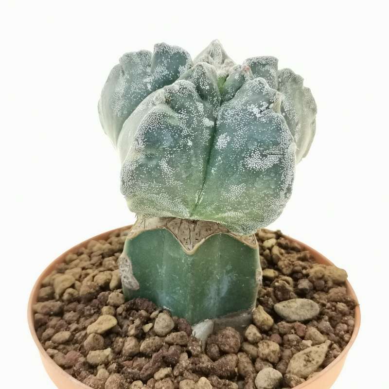 Astrophytum Myriostigma Cv Kikko 10 Cm Cactaceae Giromagi Vendita