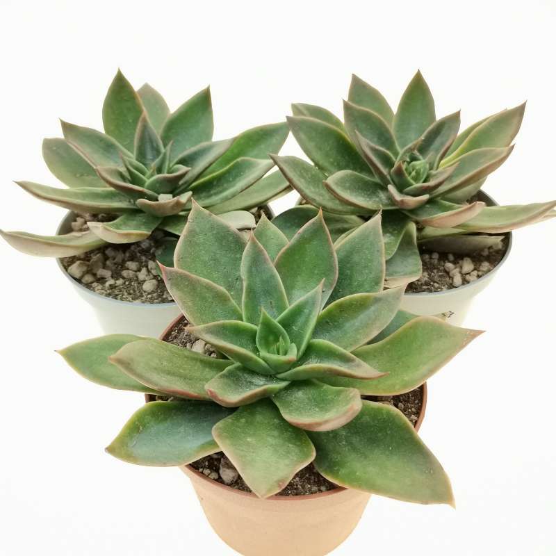 Echeveria 'Mexicano' 10 cm. | Crassulaceae - Giromagi vendita piante grasse