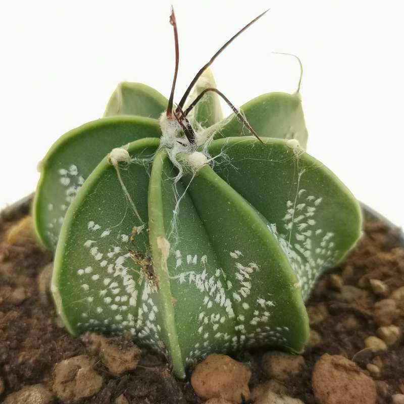 Astrophytum capricorne f. variegata - Giromagi