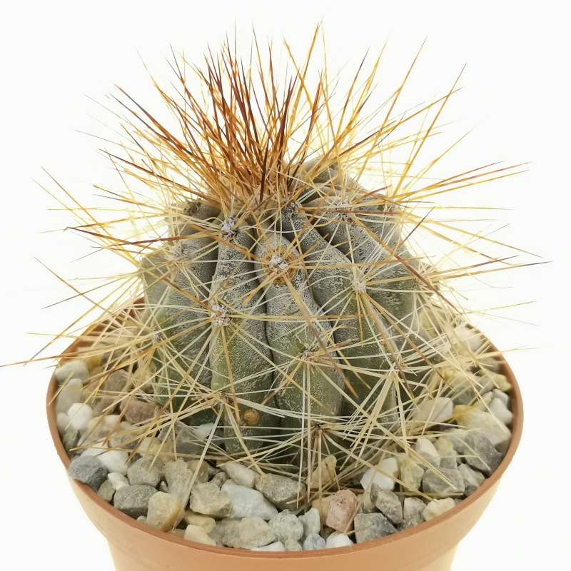 Copiapoa krainziana var. brunispina 8 cm. | Cactaceae - Giromagi ...