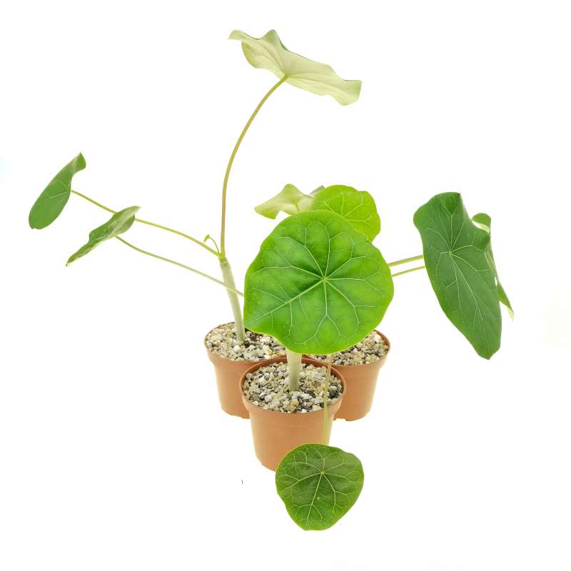 Jatropha podagrica 10 cm. | Euphorbiaceae - Giromagi vendita piante grasse