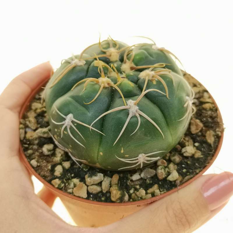 Gymnocalycium denudatum cv. Jan Suba 10 cm. | Cactaceae - Giromagi ...