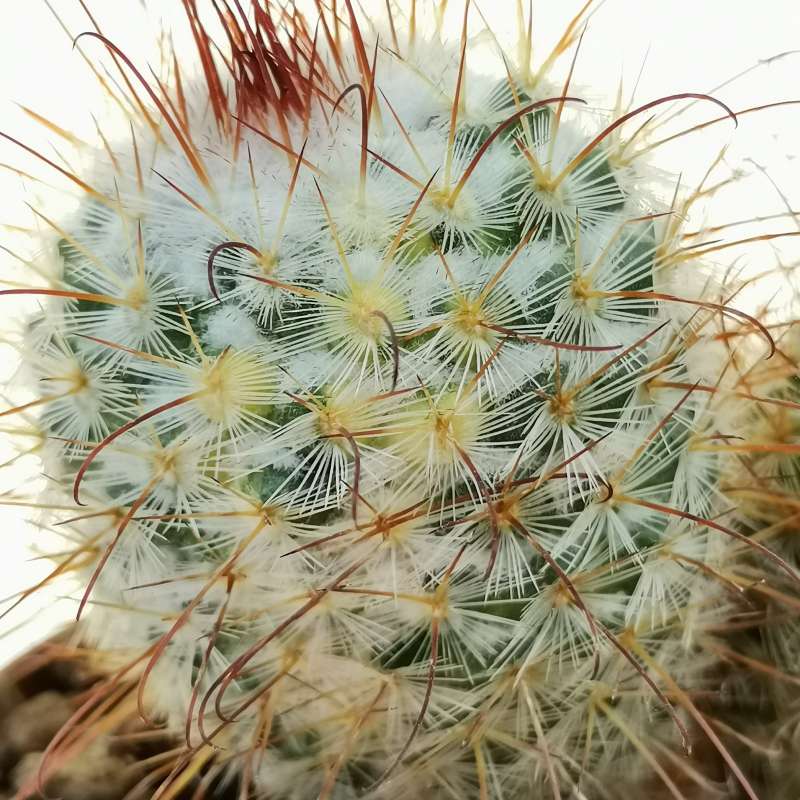 Mammillaria bombycina f. variegata 12 cm. | Cactaceae - Giromagi ...