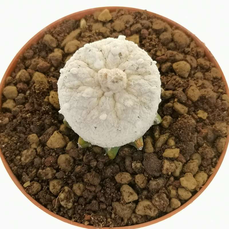 Astrophytum asterias hybrid (Superkabuto Snow Type) (CITES) - Giromagi