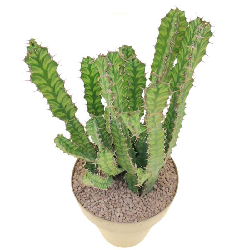 Euphorbia pseudocactus - Giromagi