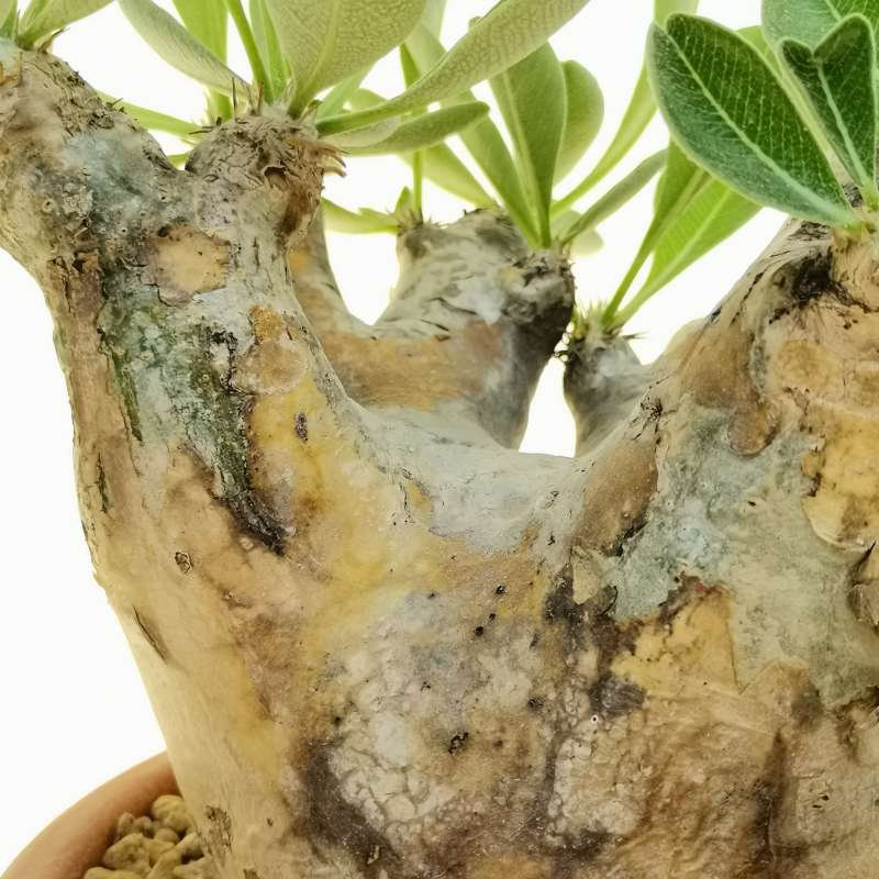 Pachypodium eburneum - Giromagi